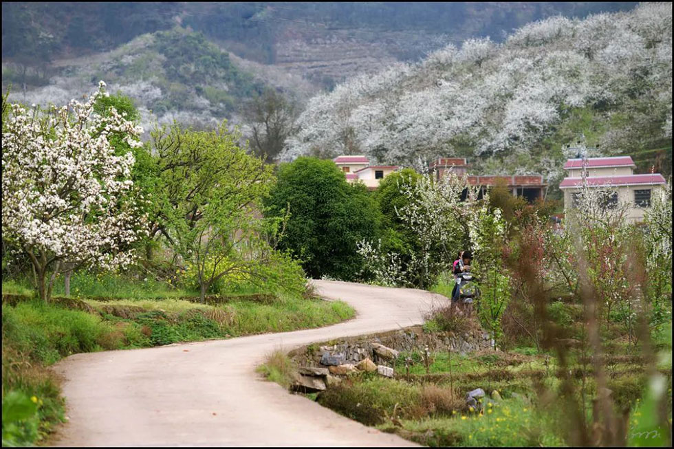 【春天,广西桂林灌阳县向您发出邀请!】我们在灌阳看梨花 - 游山玩水 - 周口生活社区 - 周口28生活网 zk.28life.com