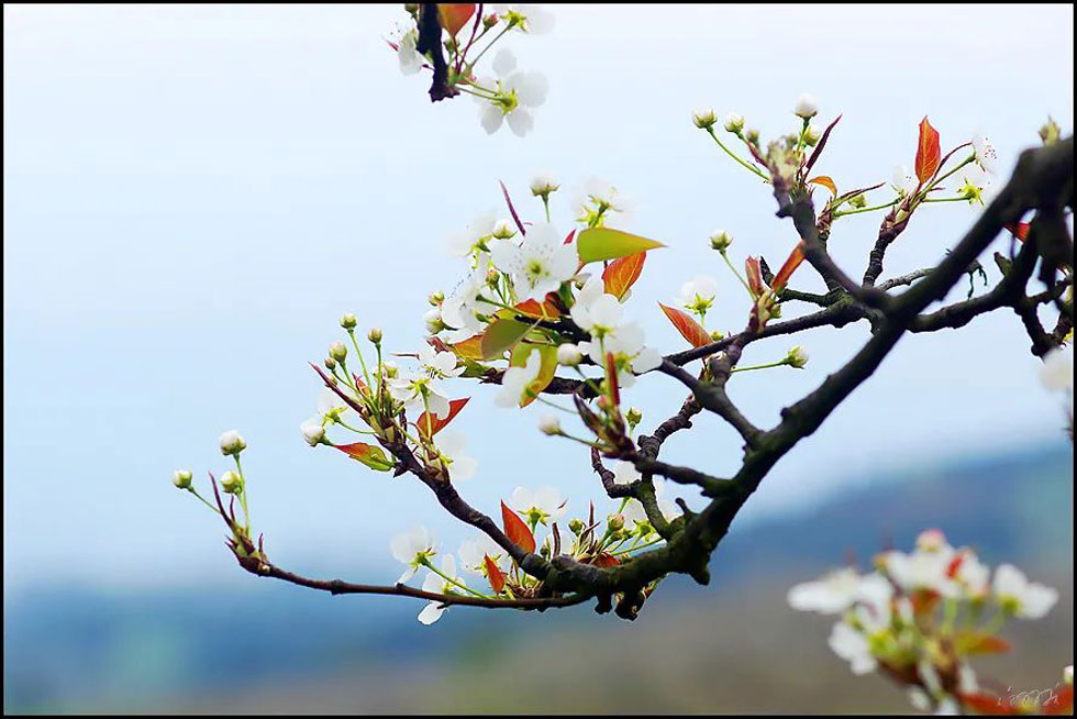【春天,广西桂林灌阳县向您发出邀请!】我们在灌阳看梨花 - 游山玩水 - 周口生活社区 - 周口28生活网 zk.28life.com