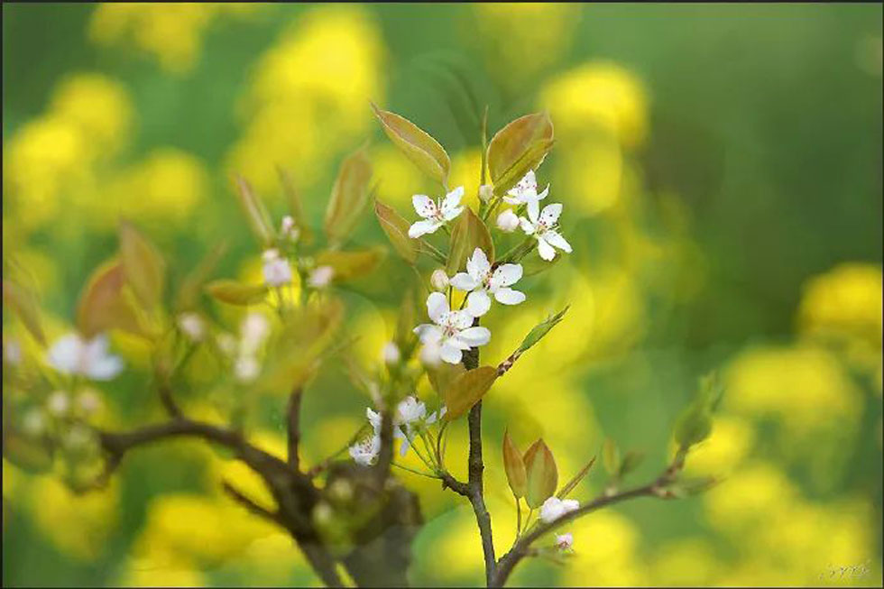 【春天,广西桂林灌阳县向您发出邀请!】我们在灌阳看梨花 - 游山玩水 - 周口生活社区 - 周口28生活网 zk.28life.com