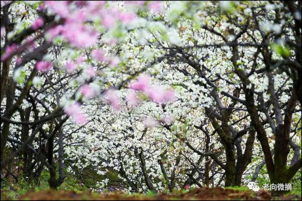 【春天,广西桂林灌阳县向您发出邀请!】我们在灌阳看梨花 - 游山玩水 - 周口生活社区 - 周口28生活网 zk.28life.com