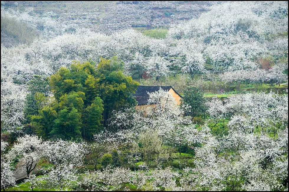 【春天,广西桂林灌阳县向您发出邀请!】我们在灌阳看梨花 - 游山玩水 - 周口生活社区 - 周口28生活网 zk.28life.com
