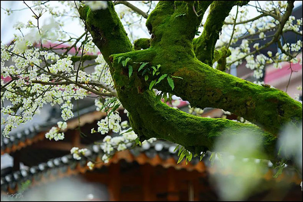 【春天,广西桂林灌阳县向您发出邀请!】我们在灌阳看梨花 - 游山玩水 - 周口生活社区 - 周口28生活网 zk.28life.com