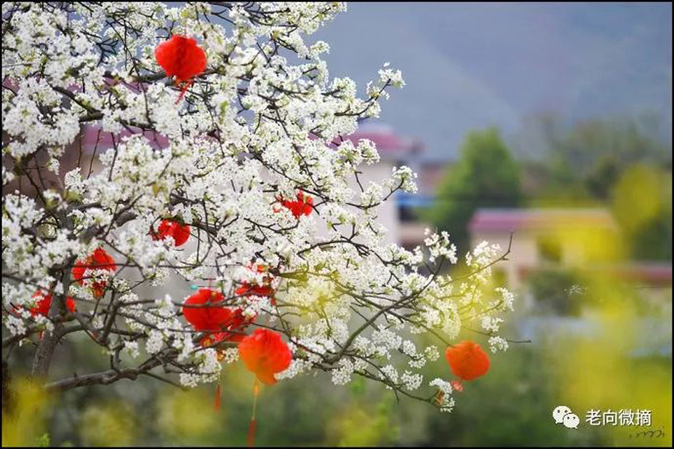 【春天,广西桂林灌阳县向您发出邀请!】我们在灌阳看梨花 - 游山玩水 - 周口生活社区 - 周口28生活网 zk.28life.com