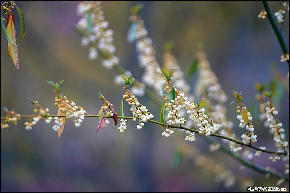 【春天,广西桂林灌阳县向您发出邀请!】米珠山前有片山苍子花在飘香 - 游山玩水 - 周口生活社区 - 周口28生活网 zk.28life.com