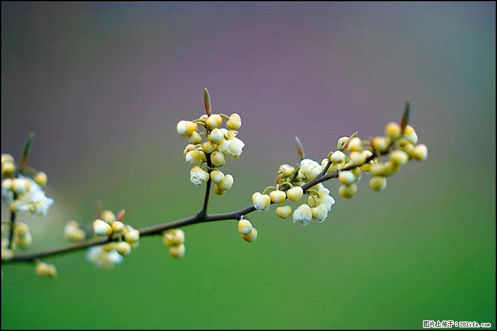 【春天,广西桂林灌阳县向您发出邀请!】米珠山前有片山苍子花在飘香 - 游山玩水 - 周口生活社区 - 周口28生活网 zk.28life.com