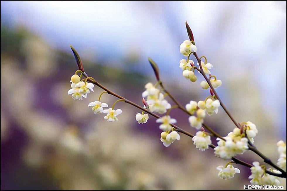 【春天,广西桂林灌阳县向您发出邀请!】米珠山前有片山苍子花在飘香 - 游山玩水 - 周口生活社区 - 周口28生活网 zk.28life.com