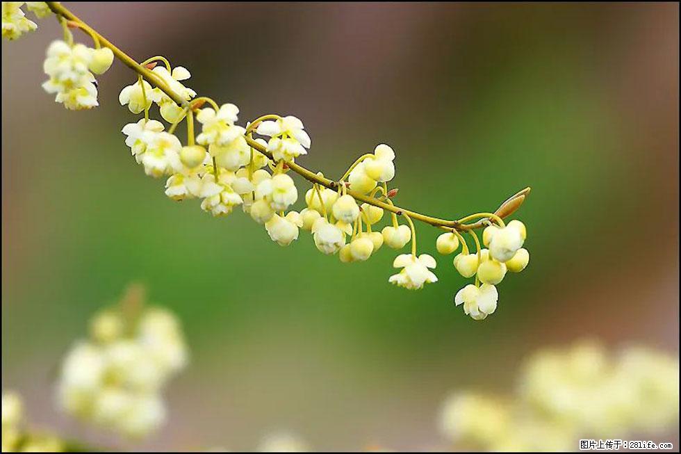 【春天,广西桂林灌阳县向您发出邀请!】米珠山前有片山苍子花在飘香 - 游山玩水 - 周口生活社区 - 周口28生活网 zk.28life.com