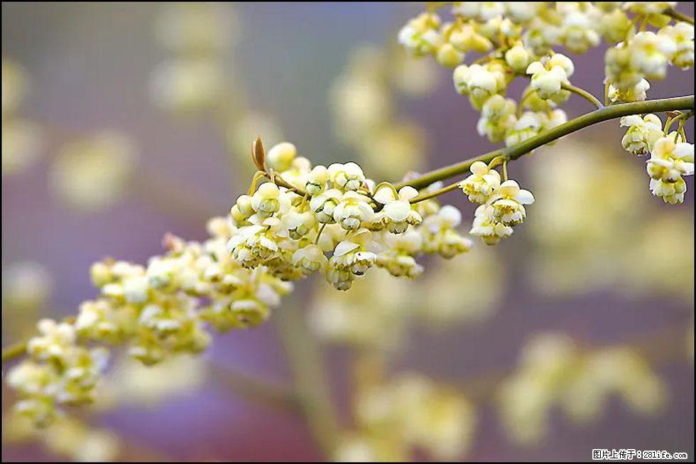 【春天,广西桂林灌阳县向您发出邀请!】米珠山前有片山苍子花在飘香 - 游山玩水 - 周口生活社区 - 周口28生活网 zk.28life.com