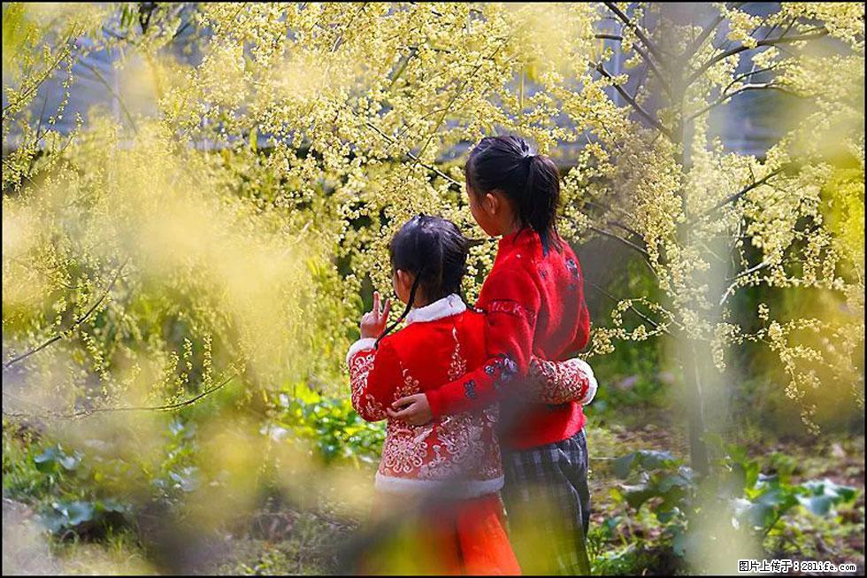 【春天,广西桂林灌阳县向您发出邀请!】米珠山前有片山苍子花在飘香 - 游山玩水 - 周口生活社区 - 周口28生活网 zk.28life.com