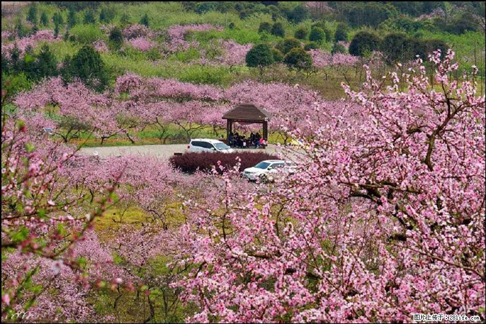 【春天,广西桂林灌阳县向您发出邀请!】官庄村有个醉美的桃花园 - 游山玩水 - 周口生活社区 - 周口28生活网 zk.28life.com