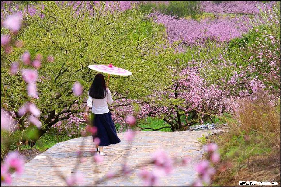 【春天,广西桂林灌阳县向您发出邀请!】官庄村有个醉美的桃花园 - 游山玩水 - 周口生活社区 - 周口28生活网 zk.28life.com