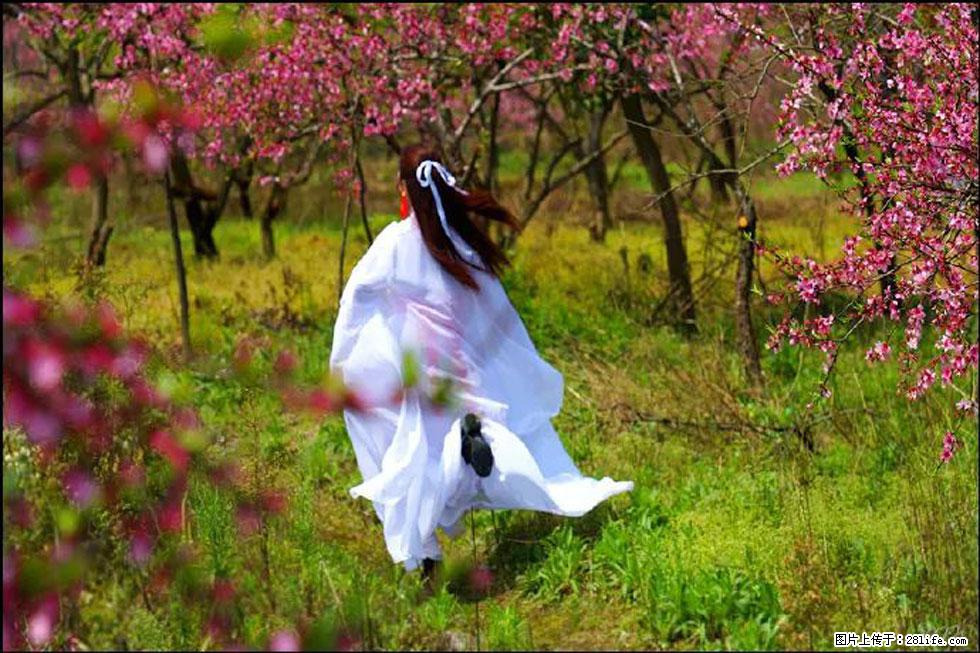 【春天,广西桂林灌阳县向您发出邀请!】官庄村有个醉美的桃花园 - 游山玩水 - 周口生活社区 - 周口28生活网 zk.28life.com