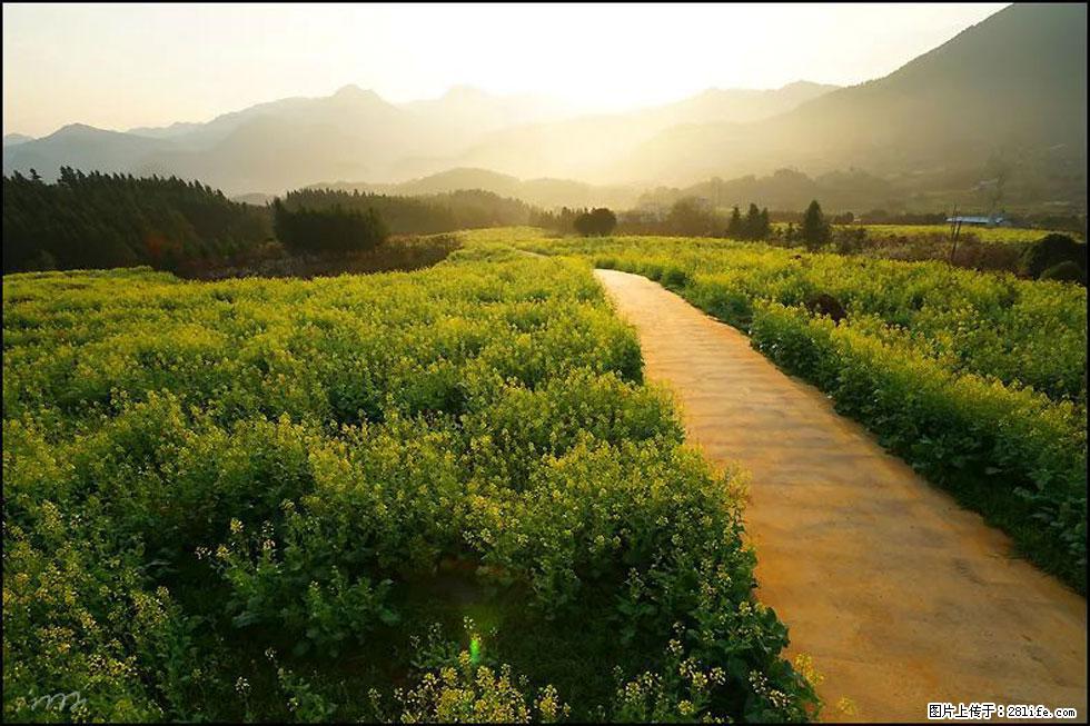 【春天,广西桂林灌阳县向您发出邀请!】长坪村油菜盛情花开 - 游山玩水 - 周口生活社区 - 周口28生活网 zk.28life.com