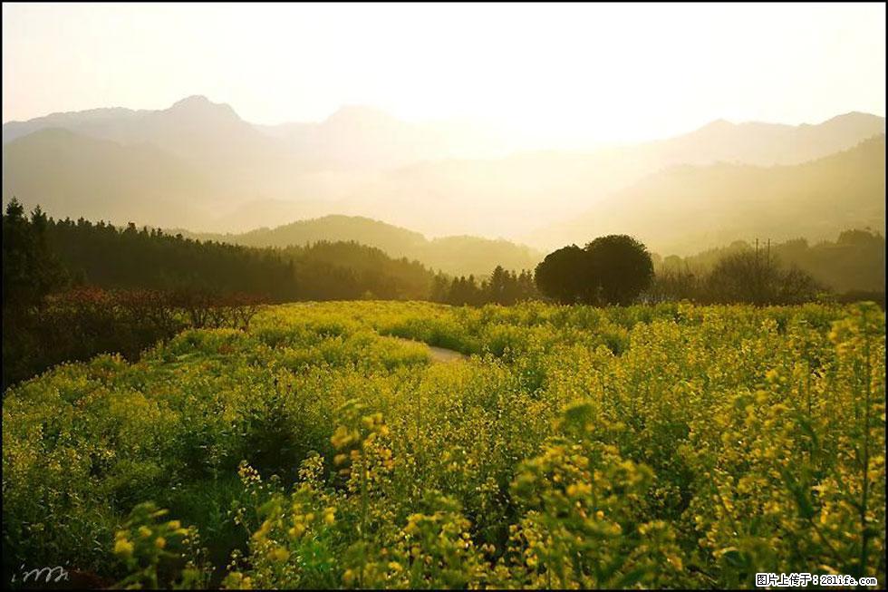【春天,广西桂林灌阳县向您发出邀请!】长坪村油菜盛情花开 - 游山玩水 - 周口生活社区 - 周口28生活网 zk.28life.com