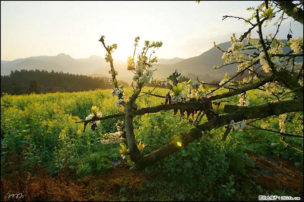 【春天,广西桂林灌阳县向您发出邀请!】长坪村油菜盛情花开 - 游山玩水 - 周口生活社区 - 周口28生活网 zk.28life.com