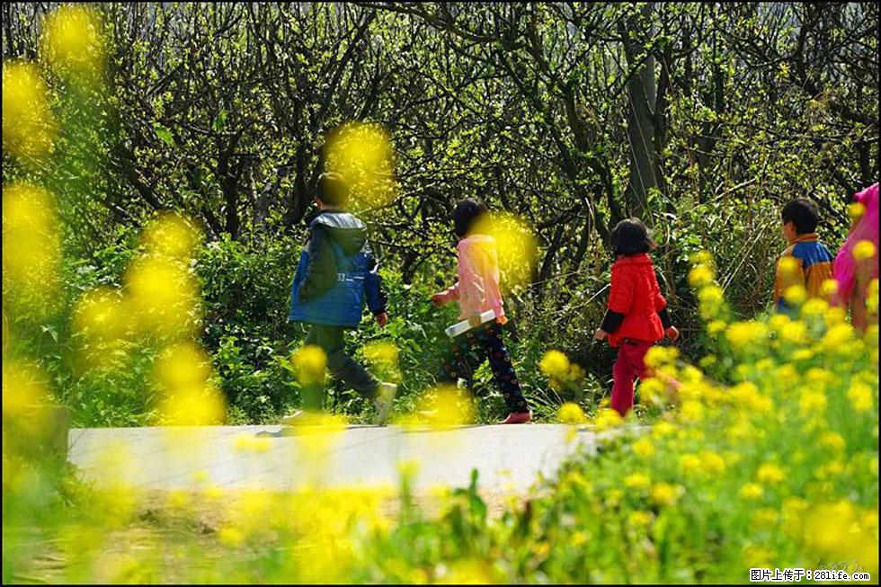 【春天,广西桂林灌阳县向您发出邀请!】长坪村油菜盛情花开 - 游山玩水 - 周口生活社区 - 周口28生活网 zk.28life.com