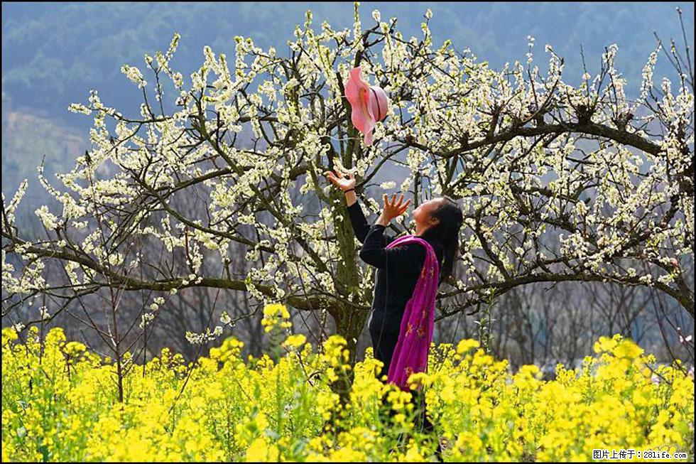 【春天,广西桂林灌阳县向您发出邀请!】长坪村油菜盛情花开 - 游山玩水 - 周口生活社区 - 周口28生活网 zk.28life.com