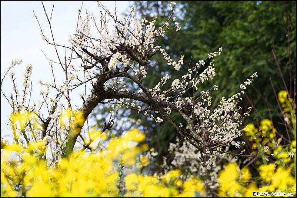 【春天,广西桂林灌阳县向您发出邀请!】长坪村油菜盛情花开 - 游山玩水 - 周口生活社区 - 周口28生活网 zk.28life.com
