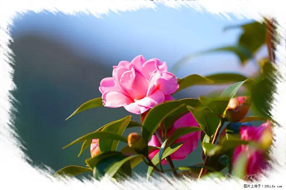 【春天,广西桂林灌阳县向您发出邀请!】杨柳井茶花惹人爱 - 游山玩水 - 周口生活社区 - 周口28生活网 zk.28life.com