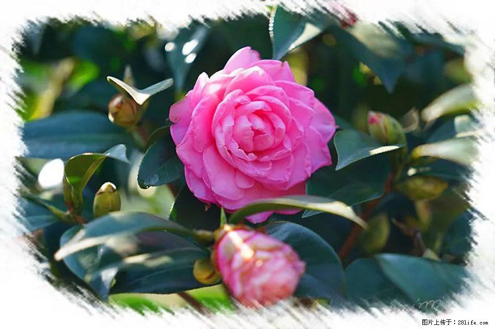 【春天,广西桂林灌阳县向您发出邀请!】杨柳井茶花惹人爱 - 游山玩水 - 周口生活社区 - 周口28生活网 zk.28life.com