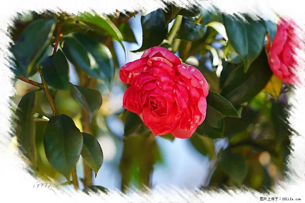 【春天,广西桂林灌阳县向您发出邀请!】杨柳井茶花惹人爱 - 游山玩水 - 周口生活社区 - 周口28生活网 zk.28life.com