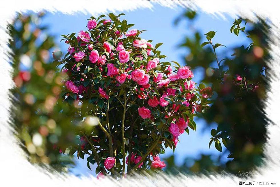 【春天,广西桂林灌阳县向您发出邀请!】杨柳井茶花惹人爱 - 游山玩水 - 周口生活社区 - 周口28生活网 zk.28life.com