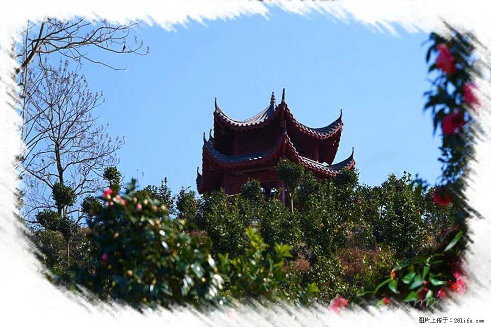 【春天,广西桂林灌阳县向您发出邀请!】杨柳井茶花惹人爱 - 游山玩水 - 周口生活社区 - 周口28生活网 zk.28life.com