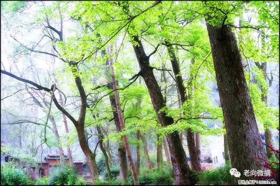 【春天，广西桂林灌阳县向您发出邀请！】在小龙村与春天约会 - 游山玩水 - 周口生活社区 - 周口28生活网 zk.28life.com