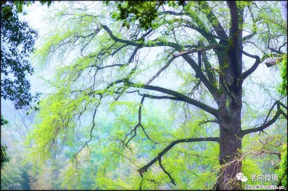 【春天，广西桂林灌阳县向您发出邀请！】在小龙村与春天约会 - 游山玩水 - 周口生活社区 - 周口28生活网 zk.28life.com