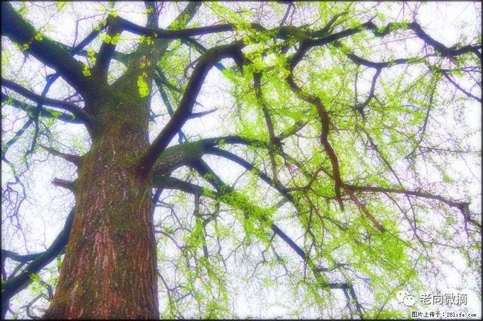 【春天，广西桂林灌阳县向您发出邀请！】在小龙村与春天约会 - 游山玩水 - 周口生活社区 - 周口28生活网 zk.28life.com