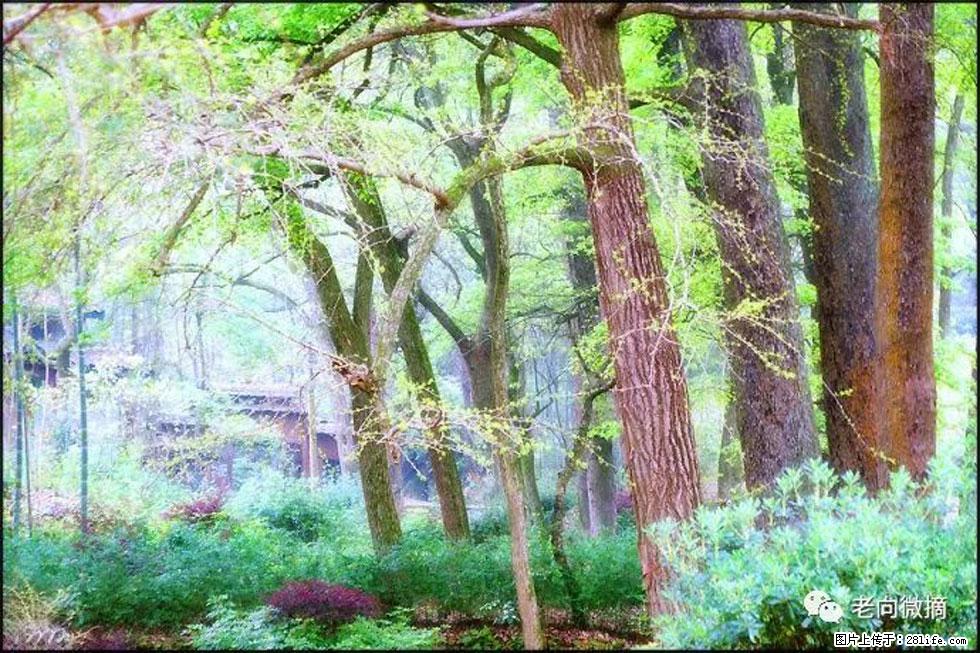 【春天，广西桂林灌阳县向您发出邀请！】在小龙村与春天约会 - 游山玩水 - 周口生活社区 - 周口28生活网 zk.28life.com