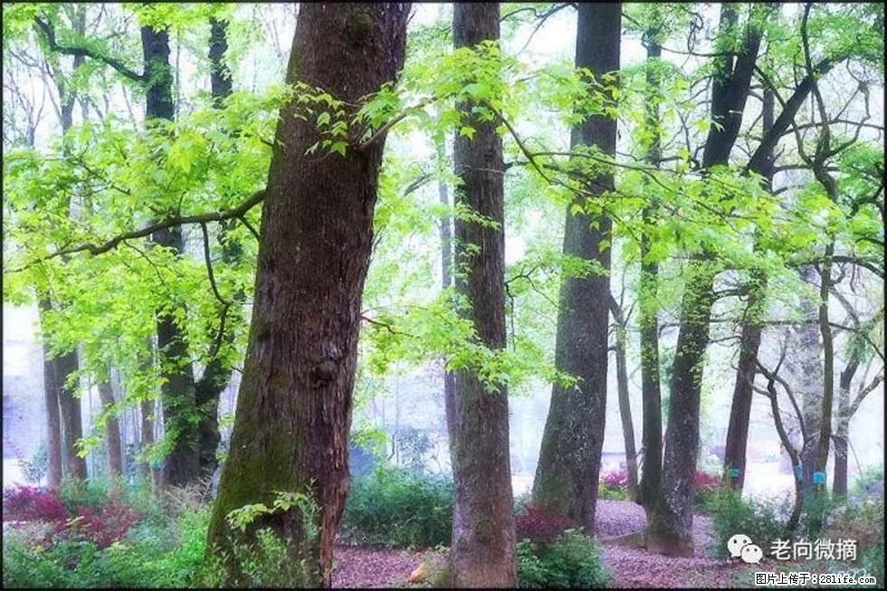 【春天，广西桂林灌阳县向您发出邀请！】在小龙村与春天约会 - 游山玩水 - 周口生活社区 - 周口28生活网 zk.28life.com