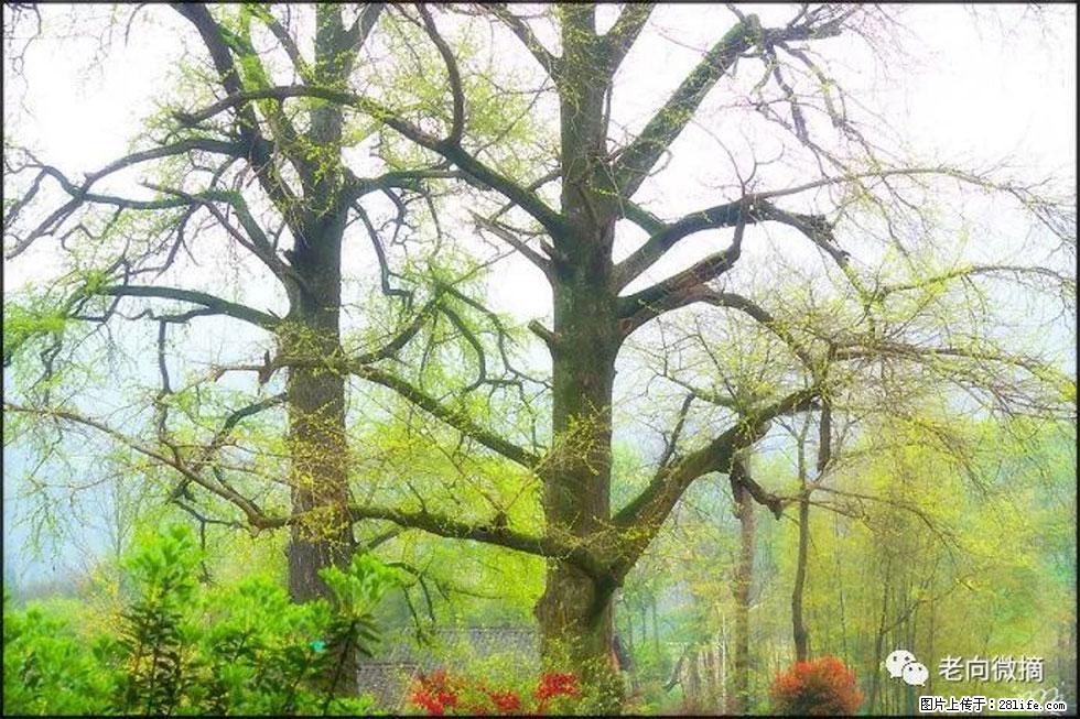 【春天，广西桂林灌阳县向您发出邀请！】在小龙村与春天约会 - 游山玩水 - 周口生活社区 - 周口28生活网 zk.28life.com