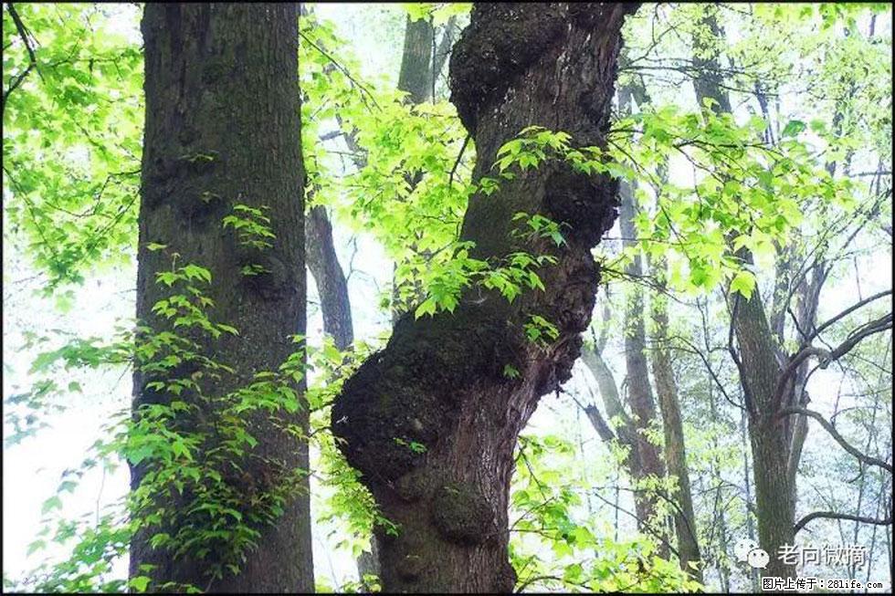 【春天，广西桂林灌阳县向您发出邀请！】在小龙村与春天约会 - 游山玩水 - 周口生活社区 - 周口28生活网 zk.28life.com