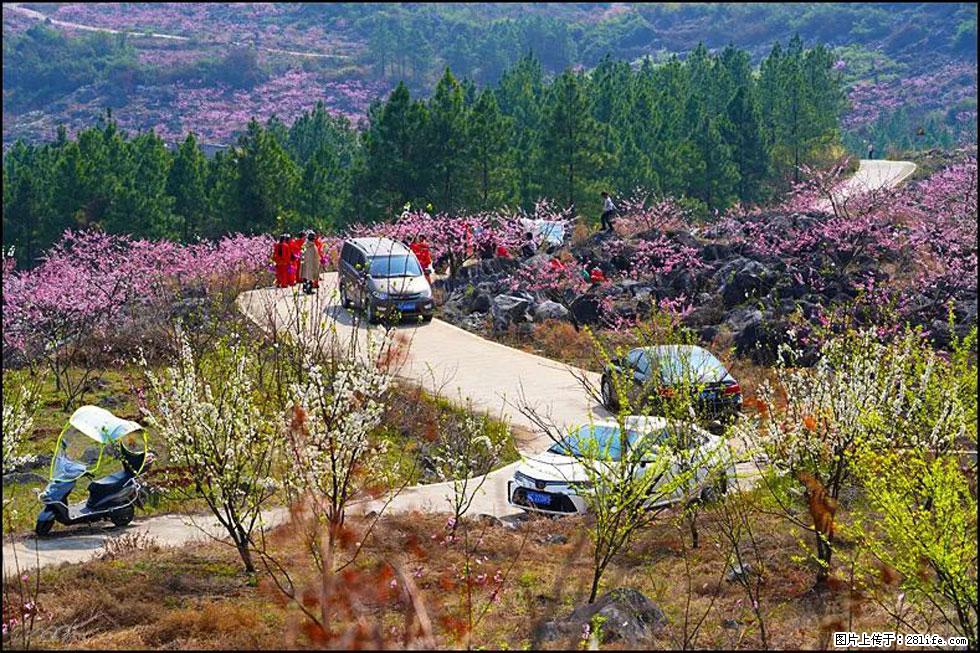 【春天，广西桂林灌阳县向您发出邀请！】望月岭上桃花开 - 游山玩水 - 周口生活社区 - 周口28生活网 zk.28life.com