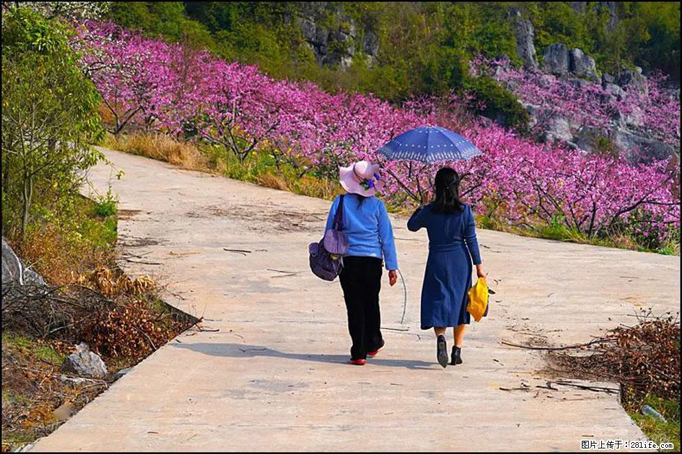 【春天，广西桂林灌阳县向您发出邀请！】望月岭上桃花开 - 游山玩水 - 周口生活社区 - 周口28生活网 zk.28life.com