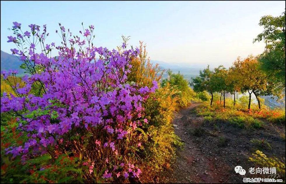 【春天,广西桂林灌阳县向您发出邀请!】登麒麟山,相约映山红 - 游山玩水 - 周口生活社区 - 周口28生活网 zk.28life.com