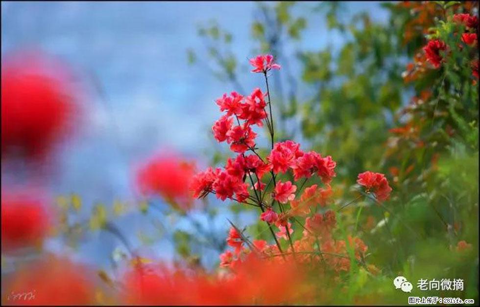 【春天,广西桂林灌阳县向您发出邀请!】登麒麟山,相约映山红 - 游山玩水 - 周口生活社区 - 周口28生活网 zk.28life.com