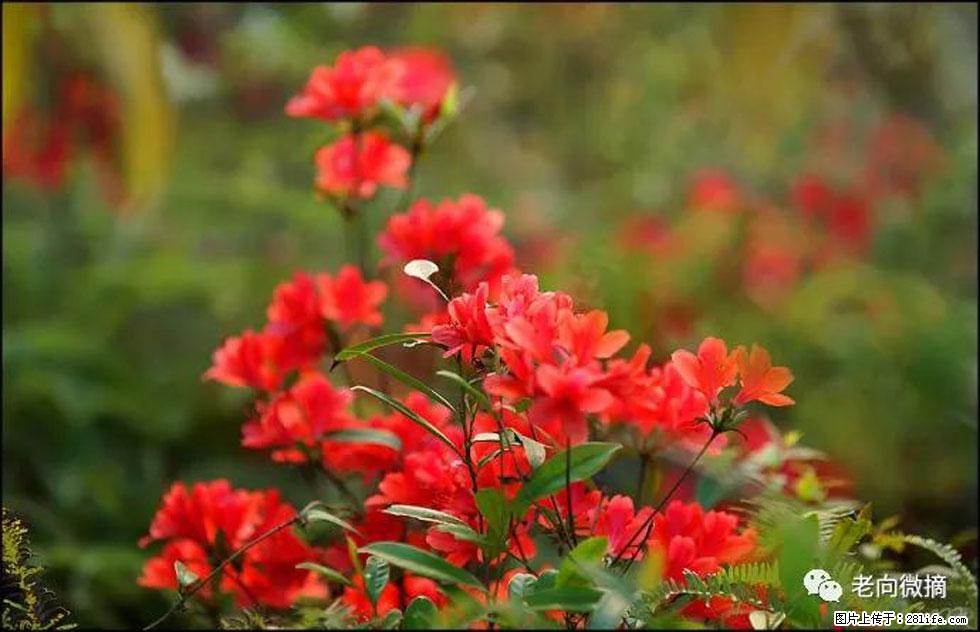 【春天,广西桂林灌阳县向您发出邀请!】登麒麟山,相约映山红 - 游山玩水 - 周口生活社区 - 周口28生活网 zk.28life.com