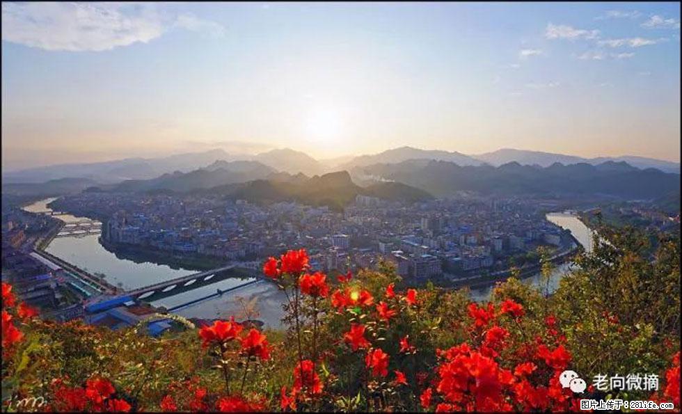 【春天,广西桂林灌阳县向您发出邀请!】登麒麟山,相约映山红 - 游山玩水 - 周口生活社区 - 周口28生活网 zk.28life.com
