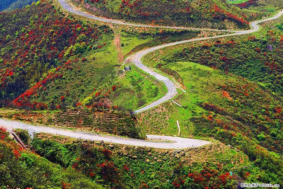 【春天,广西桂林灌阳县向您发出邀请!】春木界上映山红 - 游山玩水 - 周口生活社区 - 周口28生活网 zk.28life.com