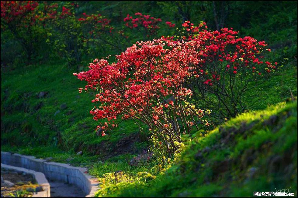 【春天,广西桂林灌阳县向您发出邀请!】春木界上映山红 - 游山玩水 - 周口生活社区 - 周口28生活网 zk.28life.com