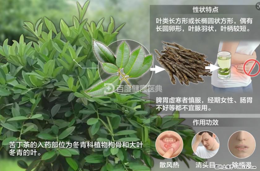 苦丁茶有哪些功效和作用 - 生活百科 - 周口生活社区 - 周口28生活网 zk.28life.com