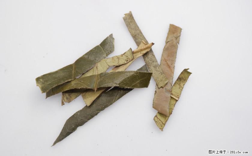 苦丁茶有哪些功效和作用 - 生活百科 - 周口生活社区 - 周口28生活网 zk.28life.com