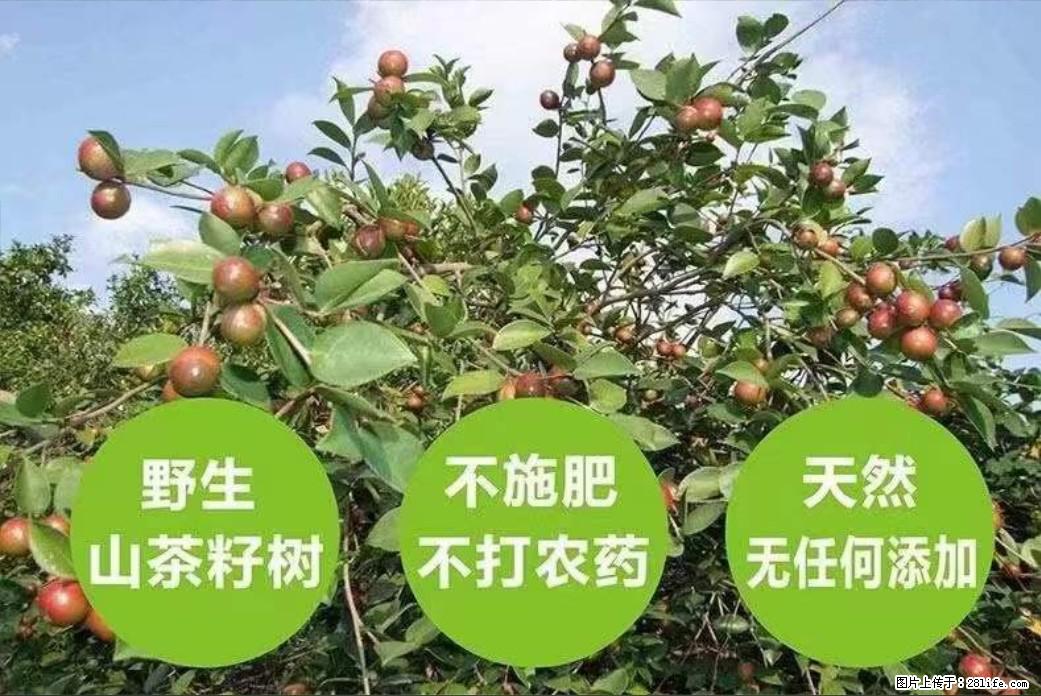 【灌阳县油茶产业示范区】一个有着充实的精神生活的人，对待身外之物自会有一种淡泊的态度 - 美食天地 - 周口生活社区 - 周口28生活网 zk.28life.com