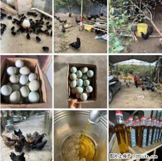 油茶园从小鸡仔开始养起的纯土鸡、土鸡蛋可以预定啦！还有前几天刚榨的纯山茶油哦 - 周口28生活网 zk.28life.com