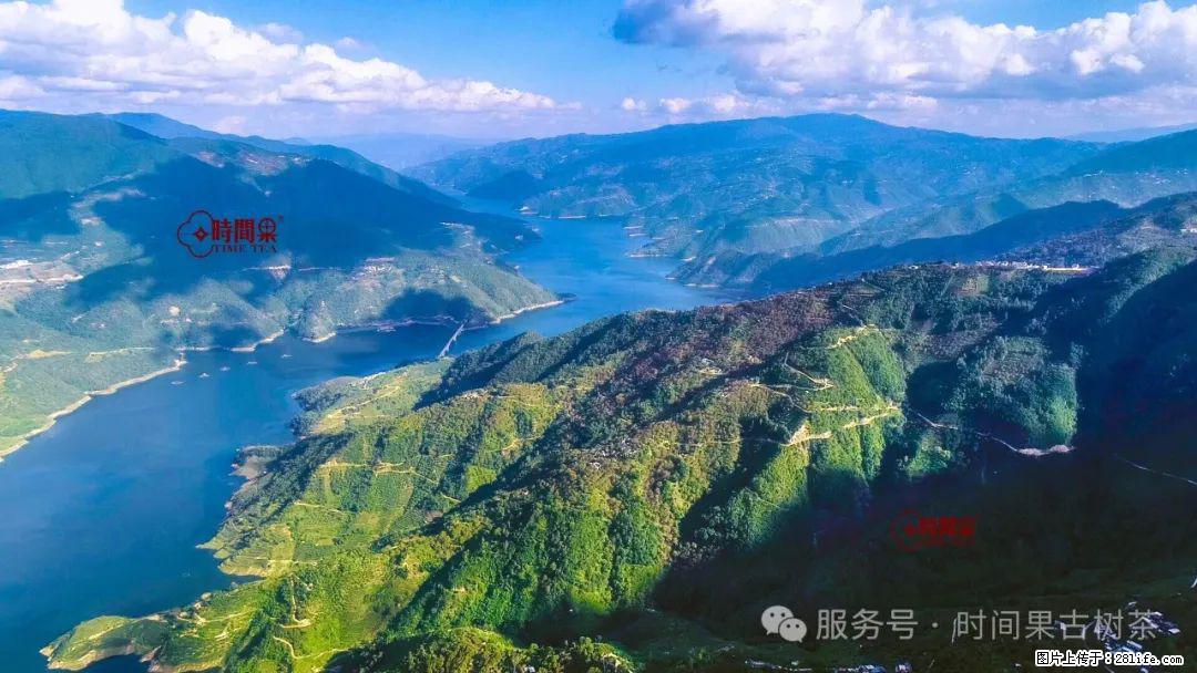 时间果百年古树龙珠普洱生茶 - 购物交流 - 周口生活社区 - 周口28生活网 zk.28life.com