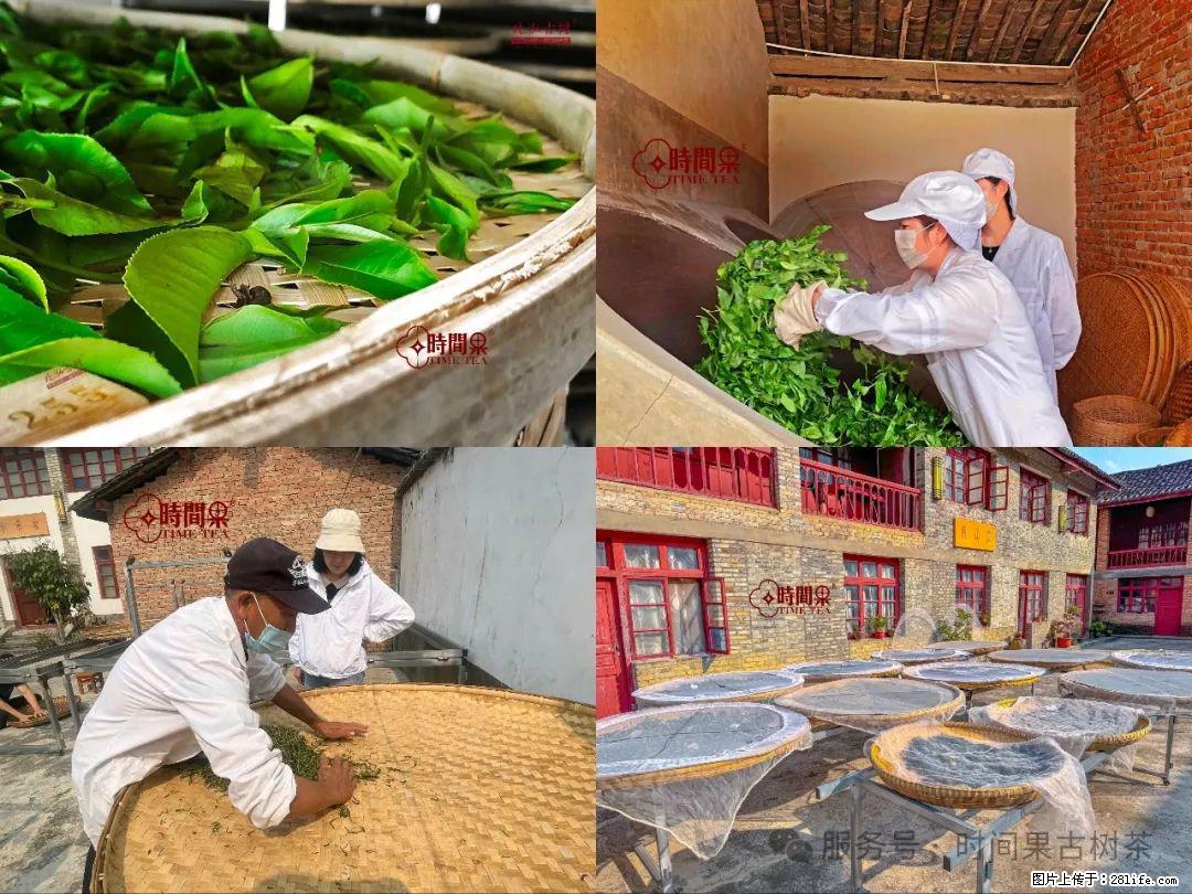 时间果百年古树龙珠普洱生茶 - 购物交流 - 周口生活社区 - 周口28生活网 zk.28life.com