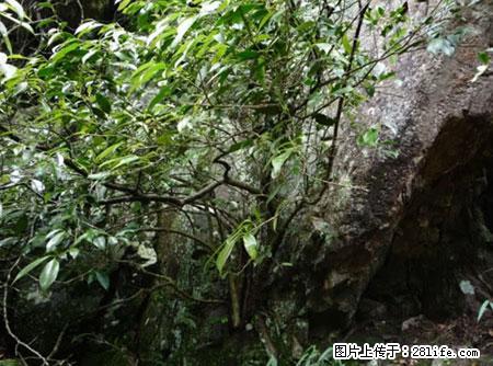 平乐石崖茶，珍贵仅次于金花茶 - 周口生活资讯 - 周口28生活网 zk.28life.com
