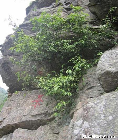 平乐石崖茶，珍贵仅次于金花茶 - 周口生活资讯 - 周口28生活网 zk.28life.com